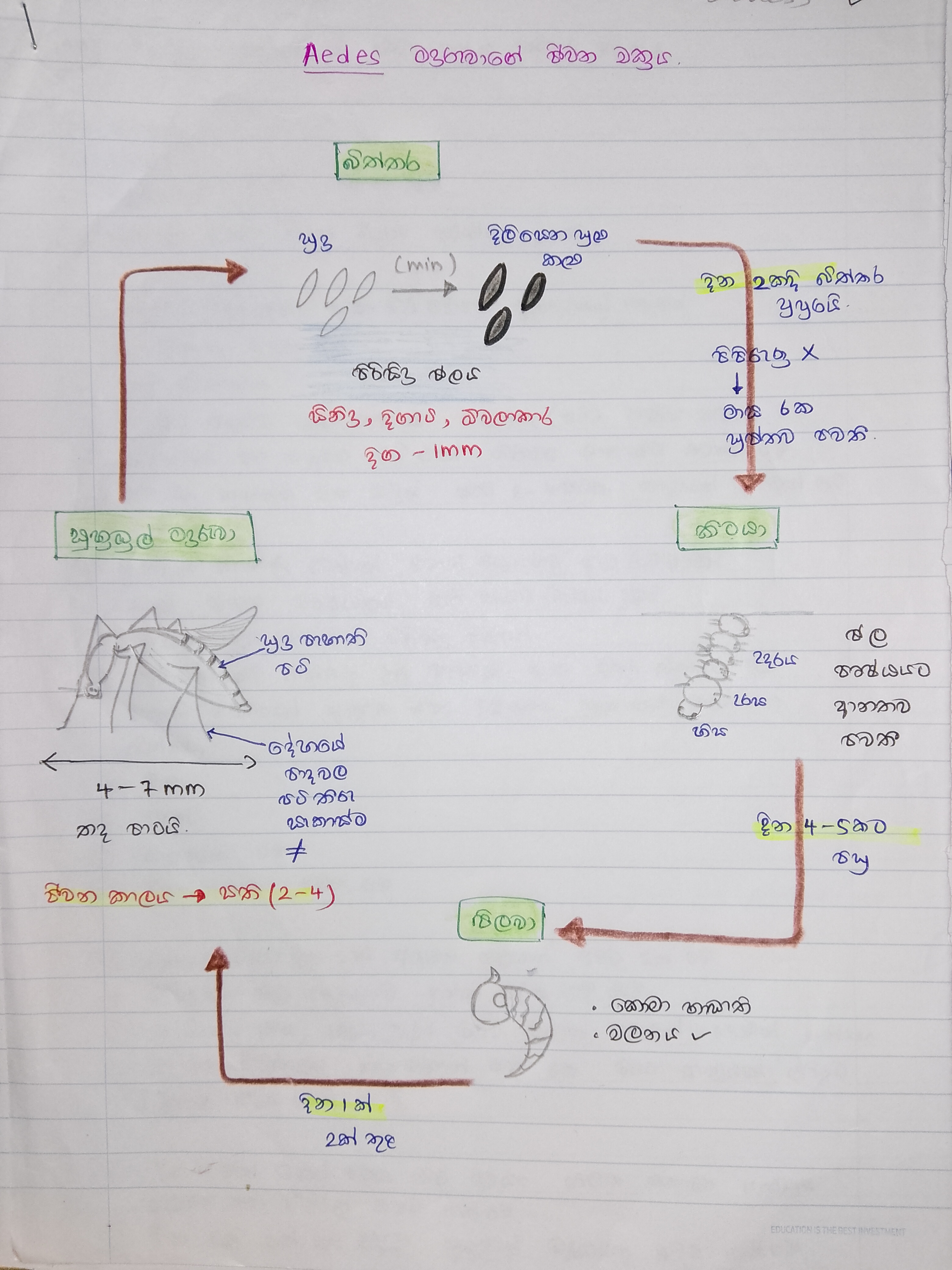 Aedes මදුරුවාගේ ජීවන චක්‍රය | SHORT NOTE