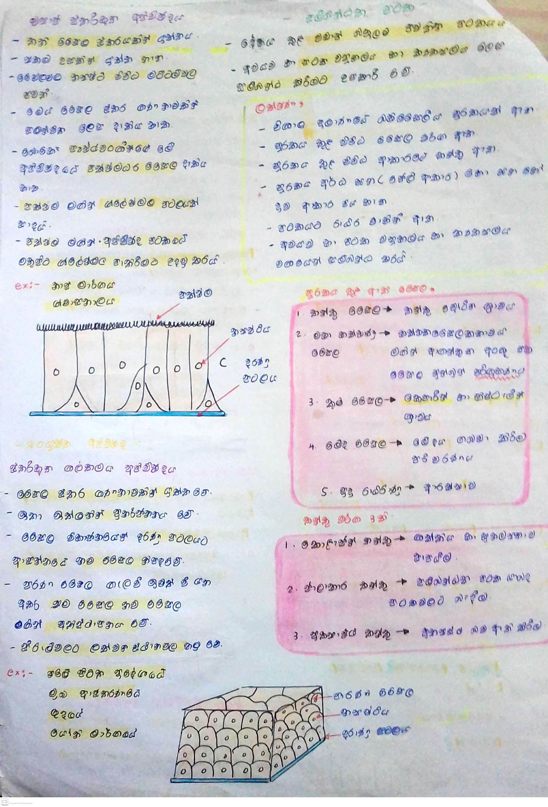 Animal Tissues | SHORT NOTE