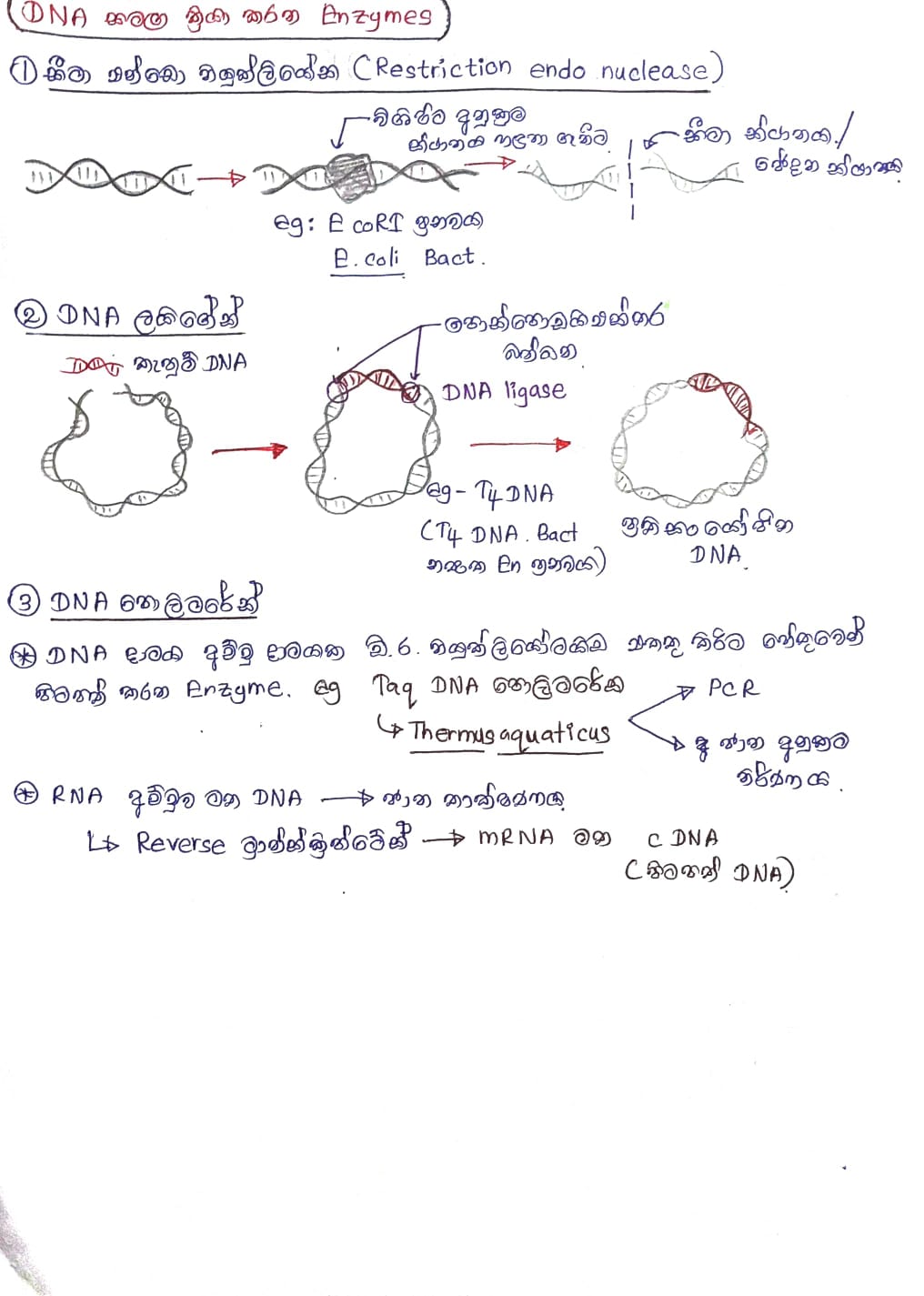 DNA විසංගමනය හා භාවිතා වන Enzyme | SHORT NOTE