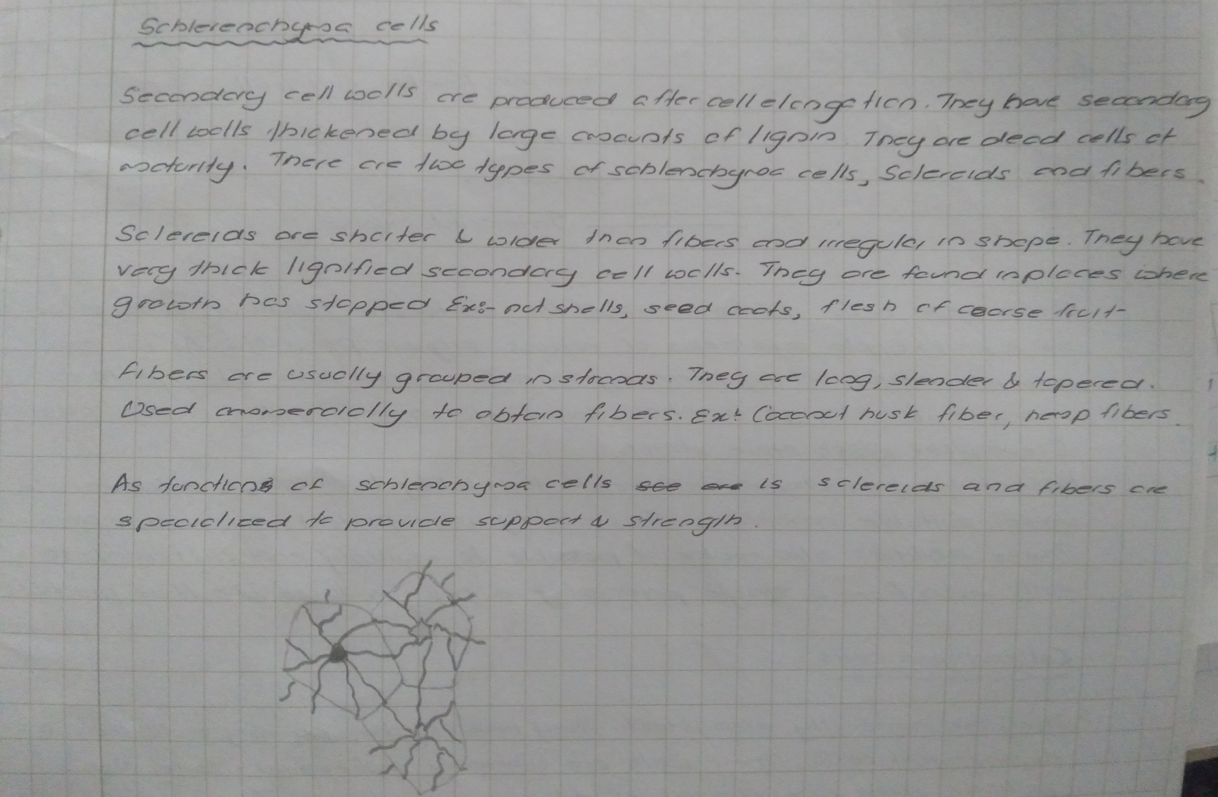Ground Tissue in Plants | FULL SHORT NOTE