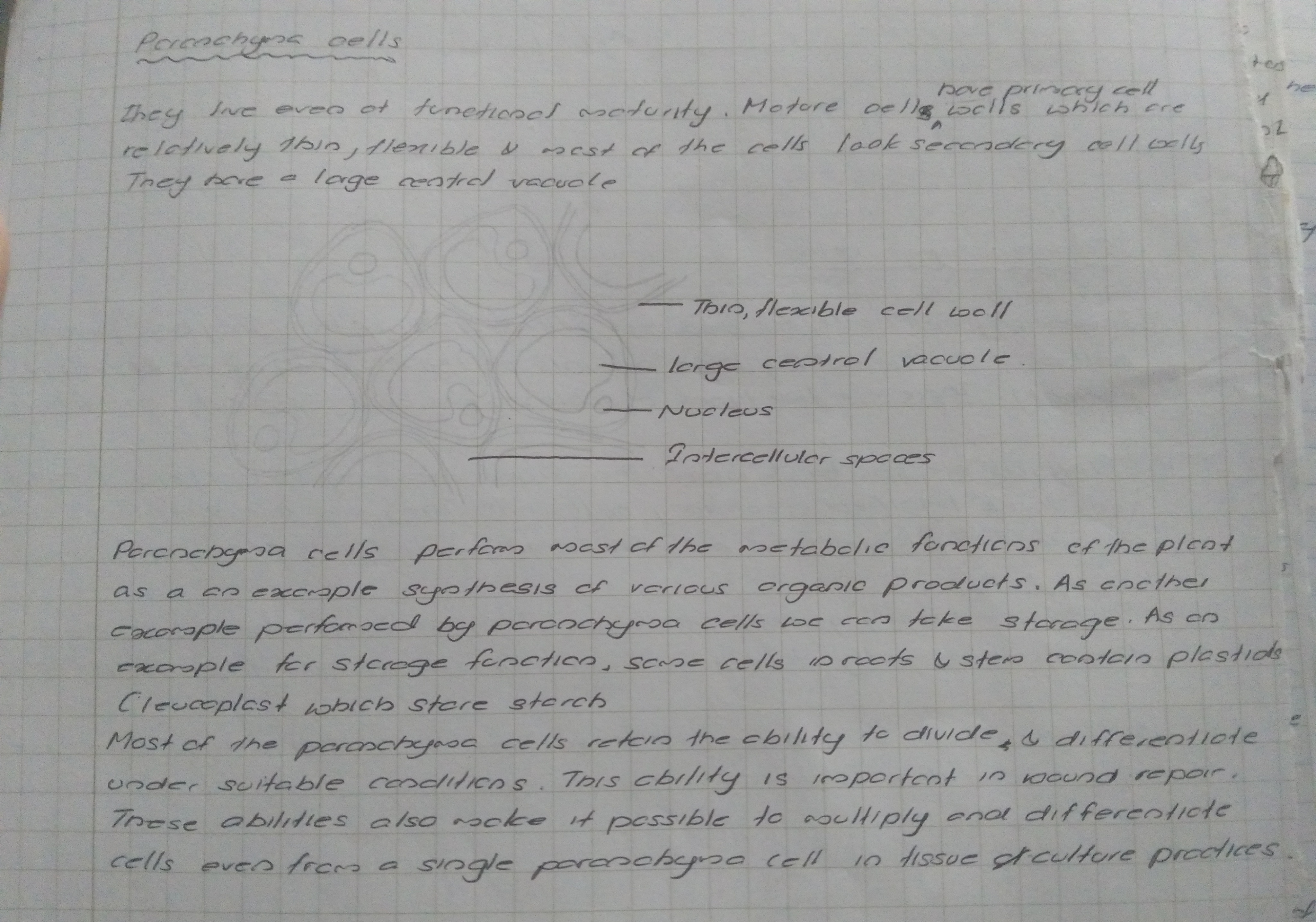 Ground Tissue in Plants | FULL SHORT NOTE