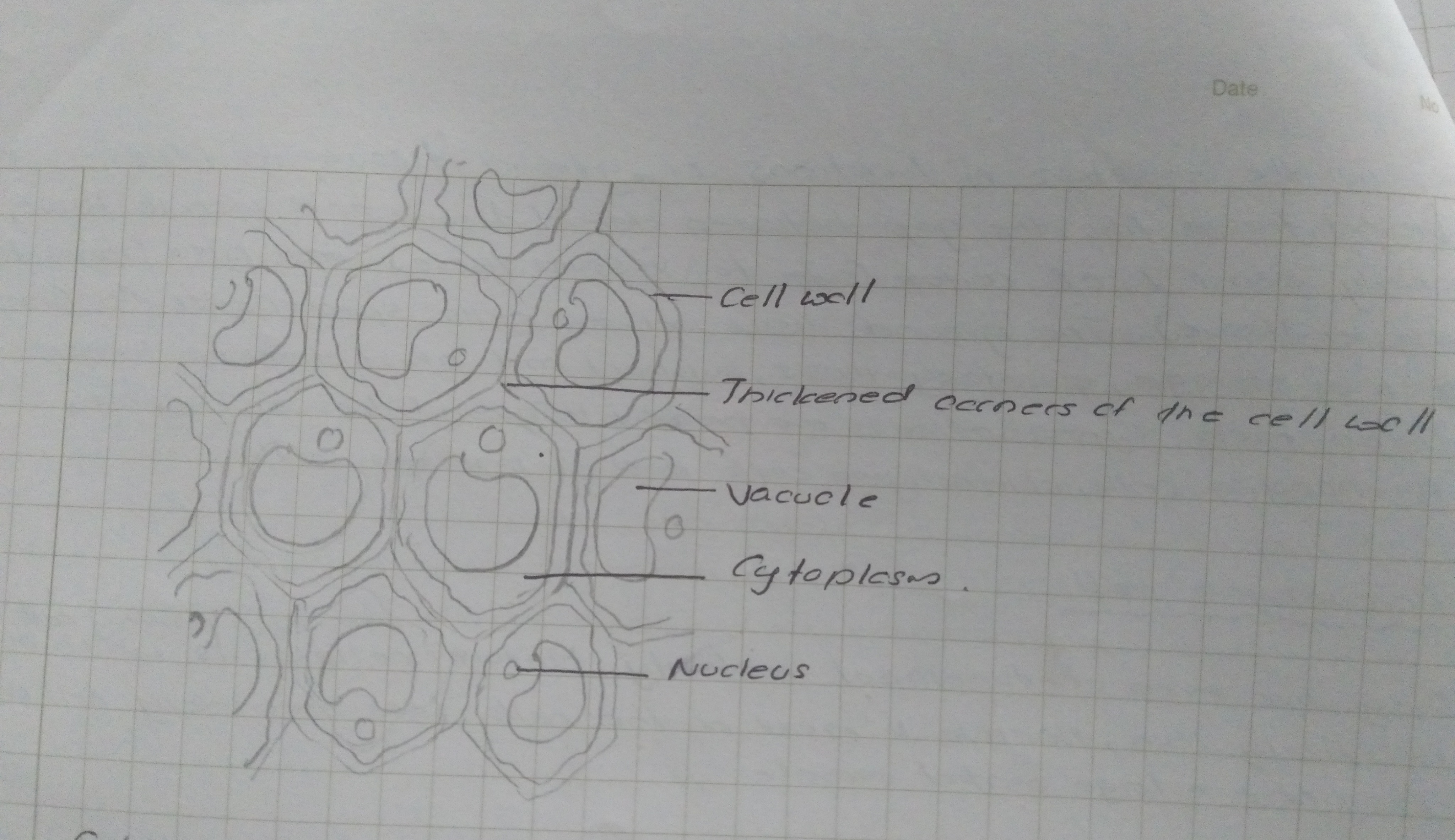Ground Tissue in Plants | FULL SHORT NOTE