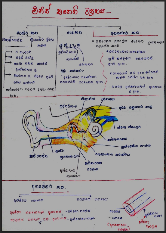 Human Ear | SHORT NOTE