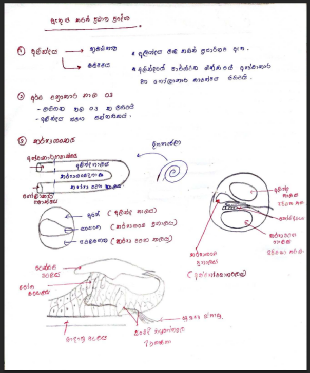 Human Ear | SHORT NOTE
