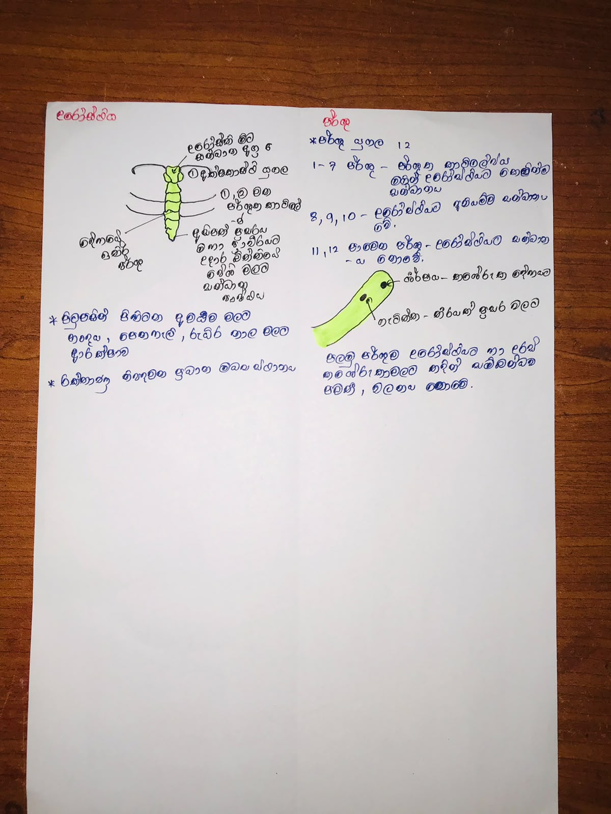 human skeleton - 206 Bones , Type , Functions & Diagram