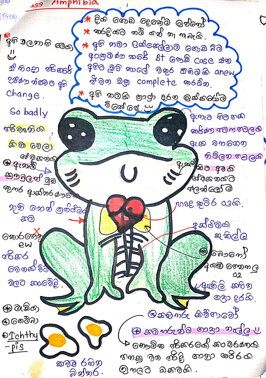 කෝඩේටාවන්ගේ ලාක්ෂනික ලක්ෂණ | SHORT NOTE