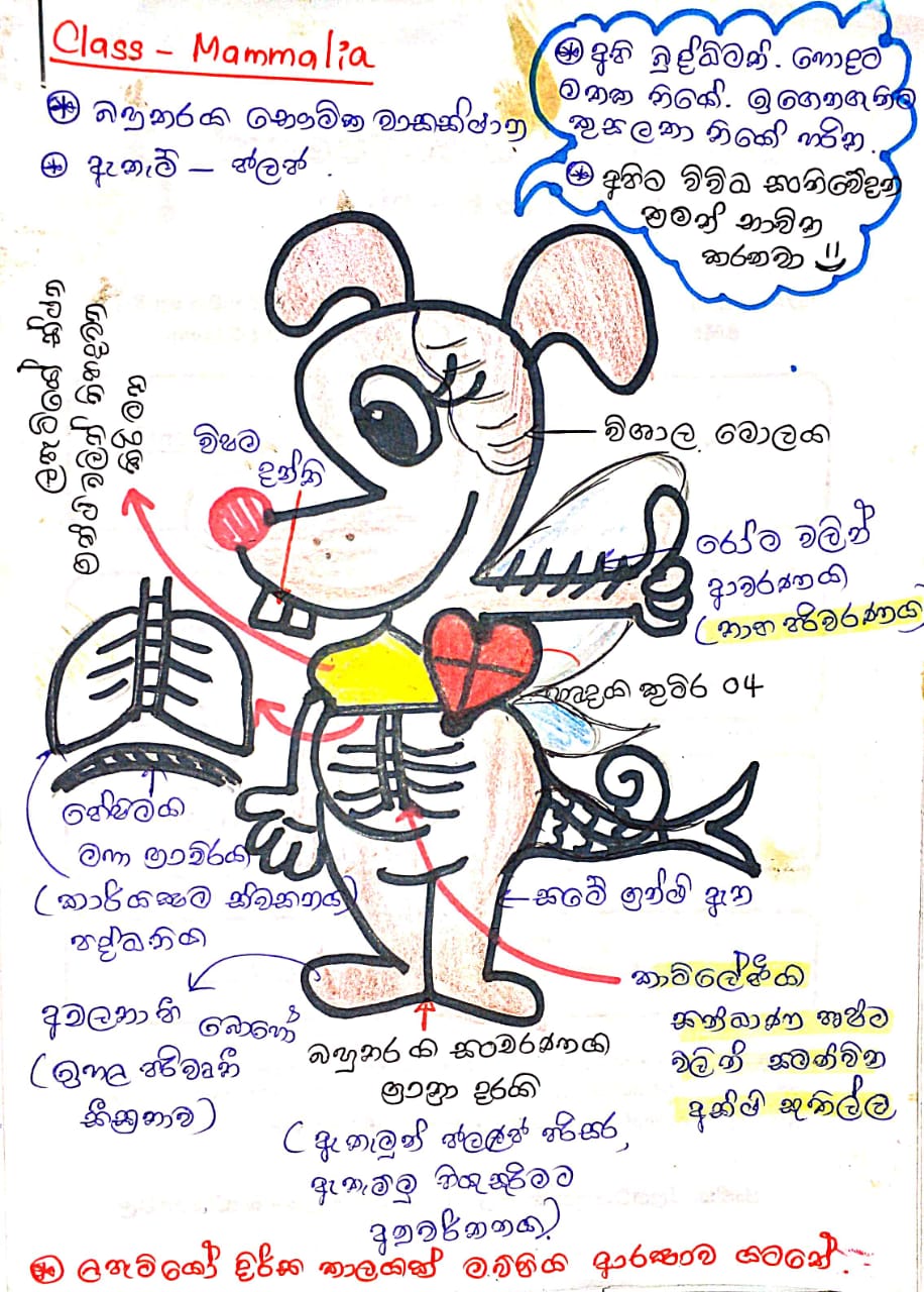 කෝඩේටාවන්ගේ ලාක්ෂනික ලක්ෂණ | SHORT NOTE