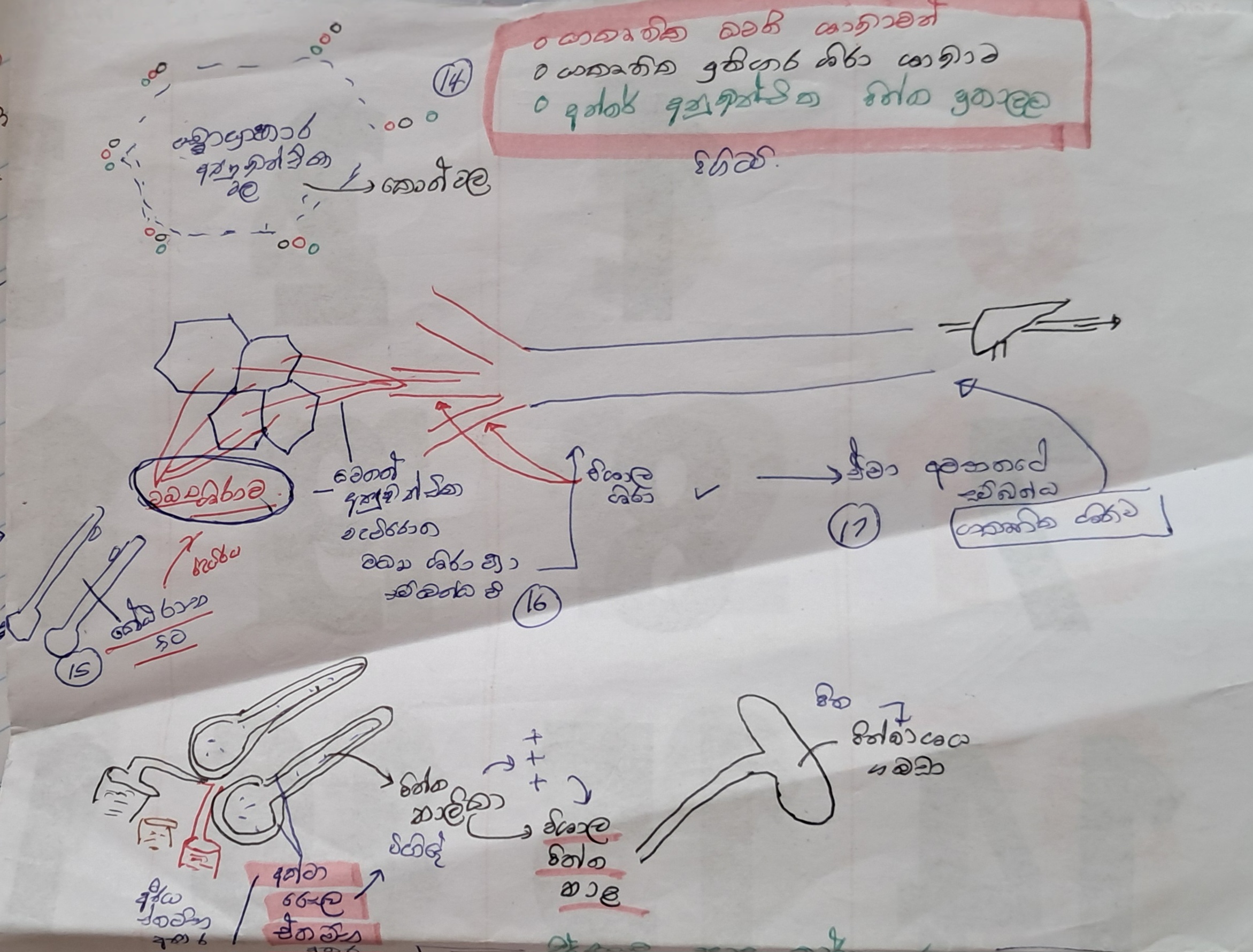 Human Liver | SHORT NOTE