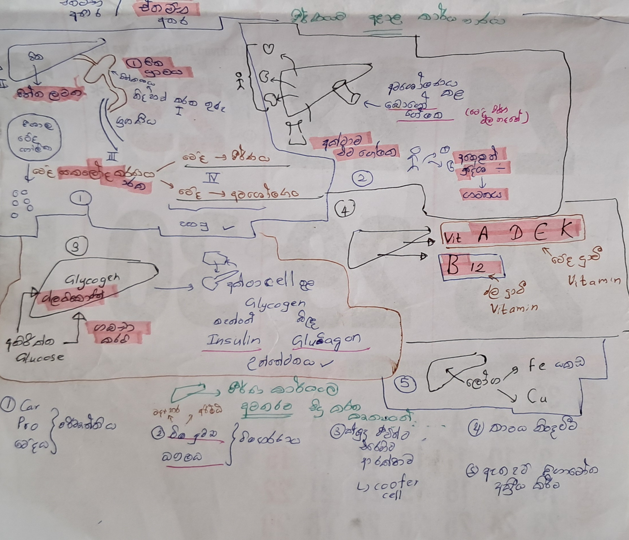 Human Liver | SHORT NOTE