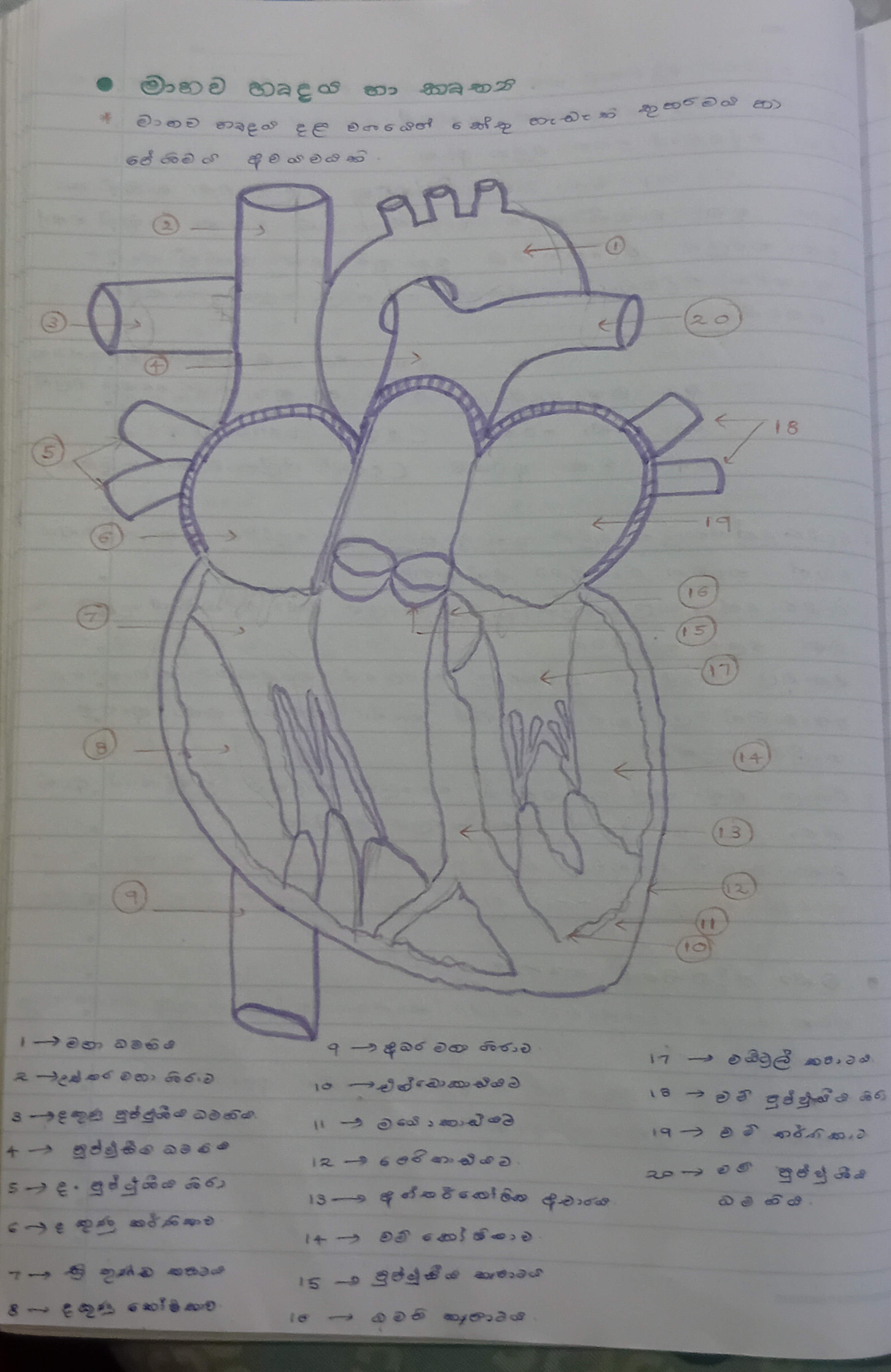 මානව හෘදය | SHORT NOTE