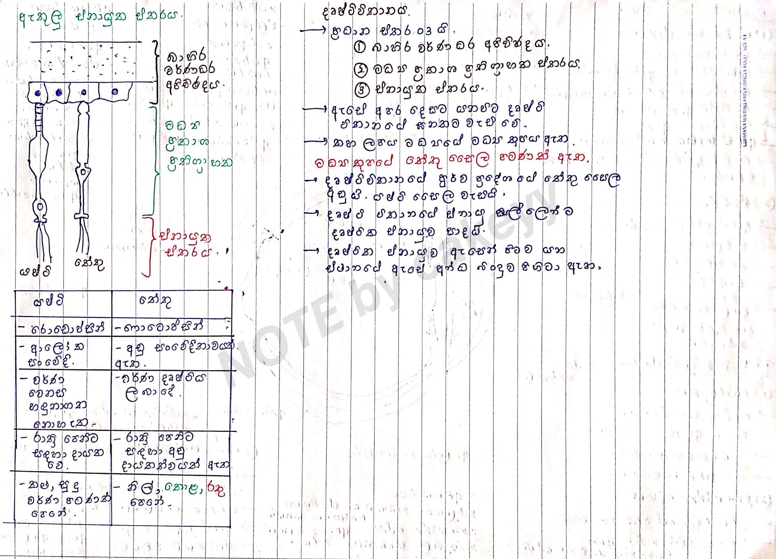 මිනිස් ඇස | SHORT NOTE