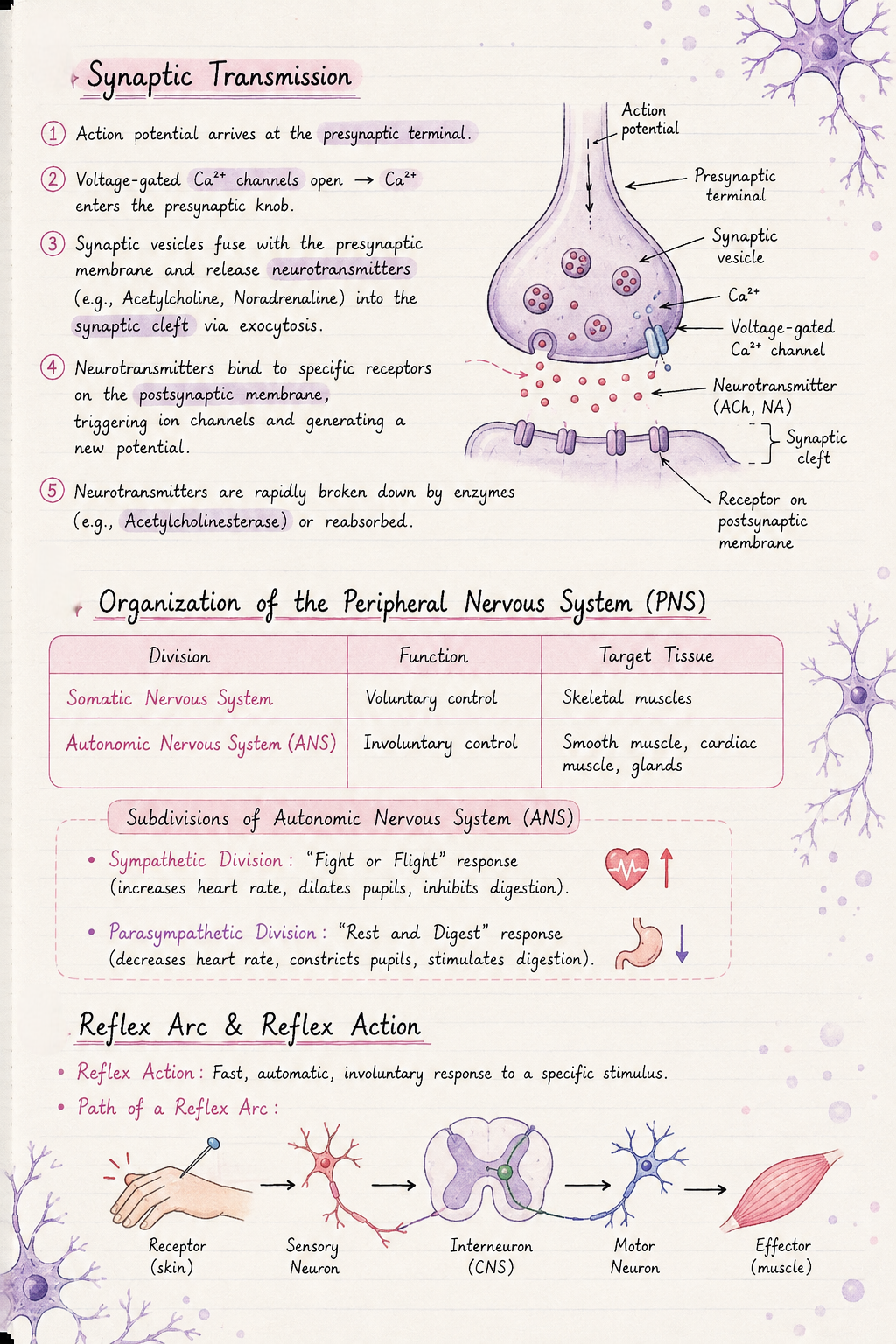 Nervous System | SHORT NOTE