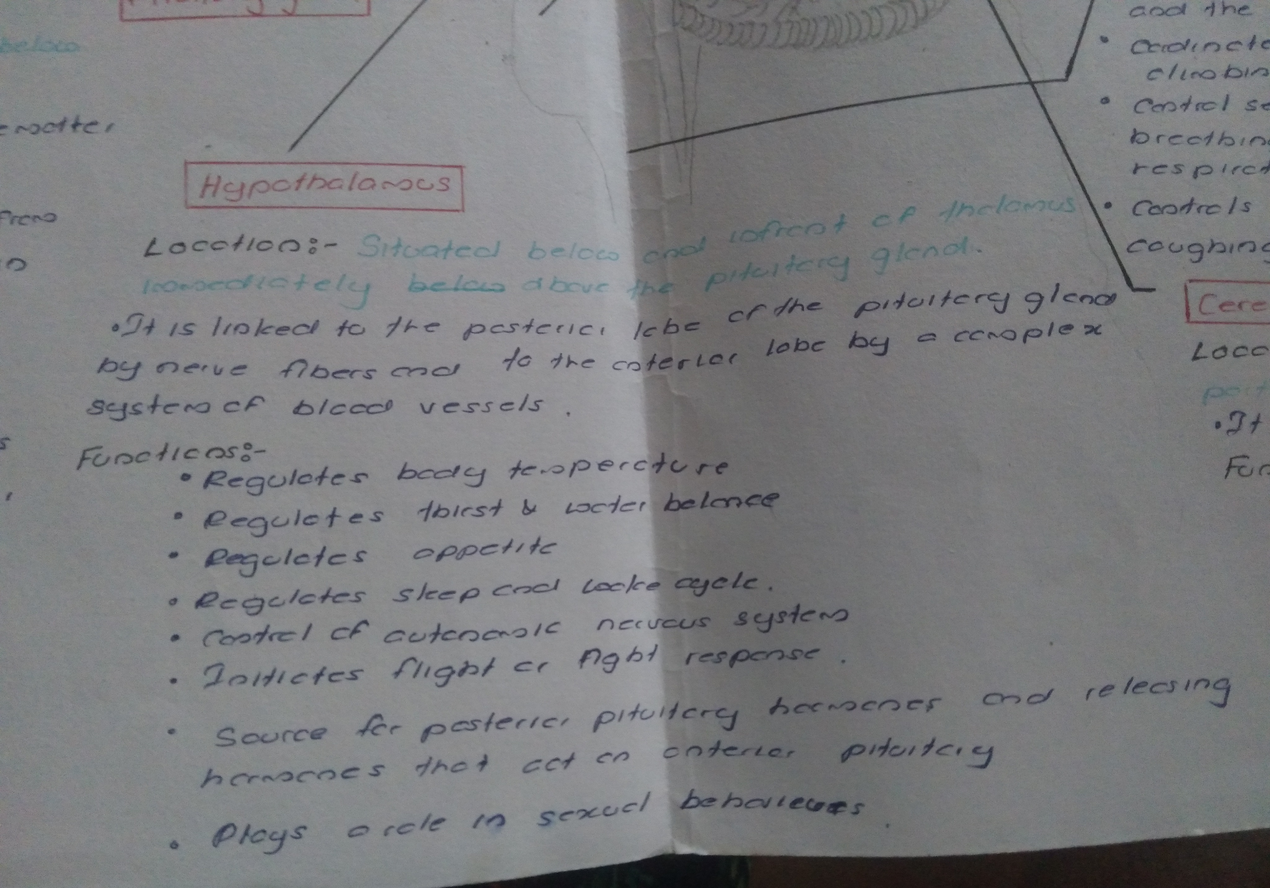 Parts of Brain and Functions | FULL SHORT NOTE