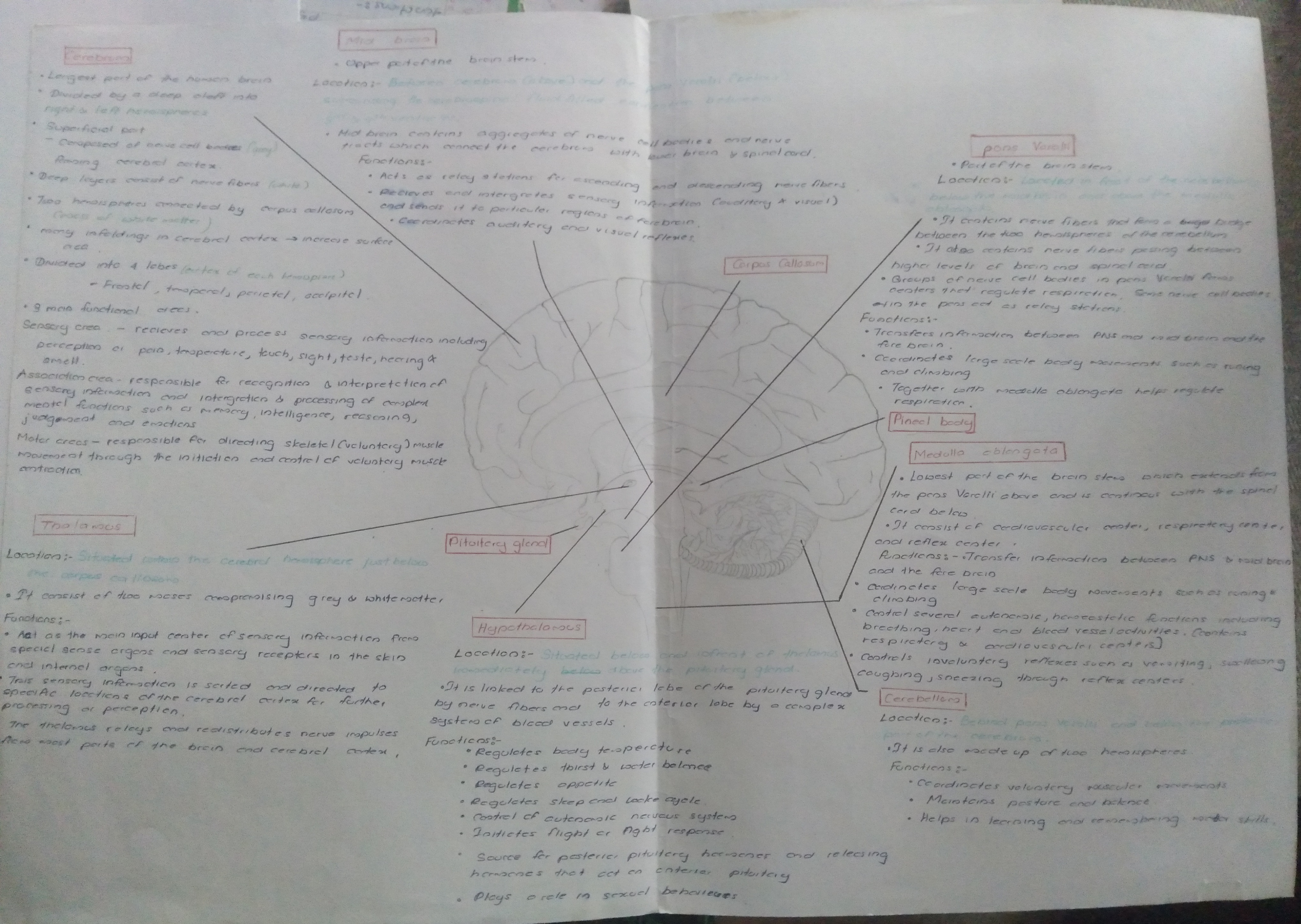 Parts of Brain and Functions | FULL SHORT NOTE
