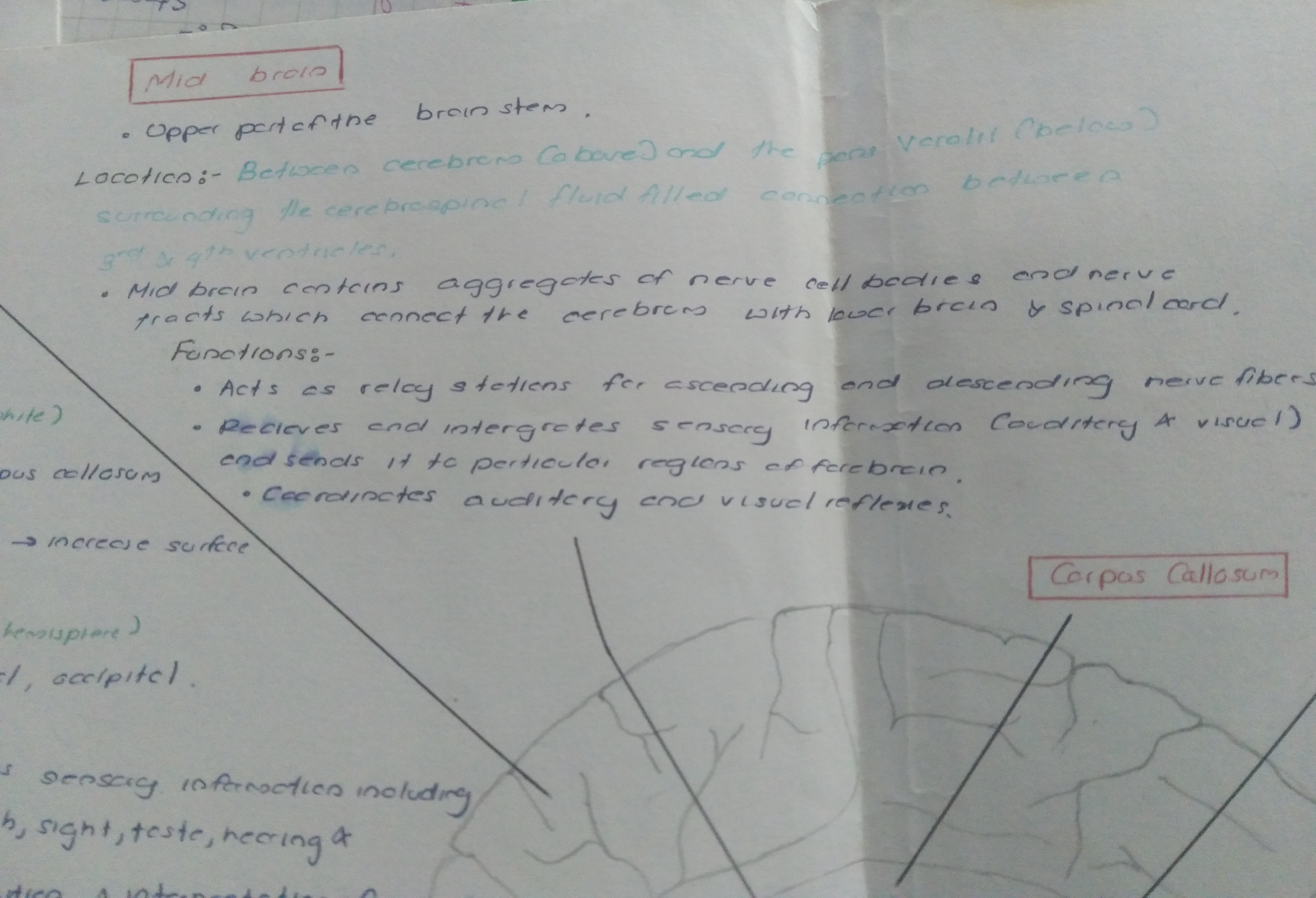 Parts of Brain and Functions | FULL SHORT NOTE