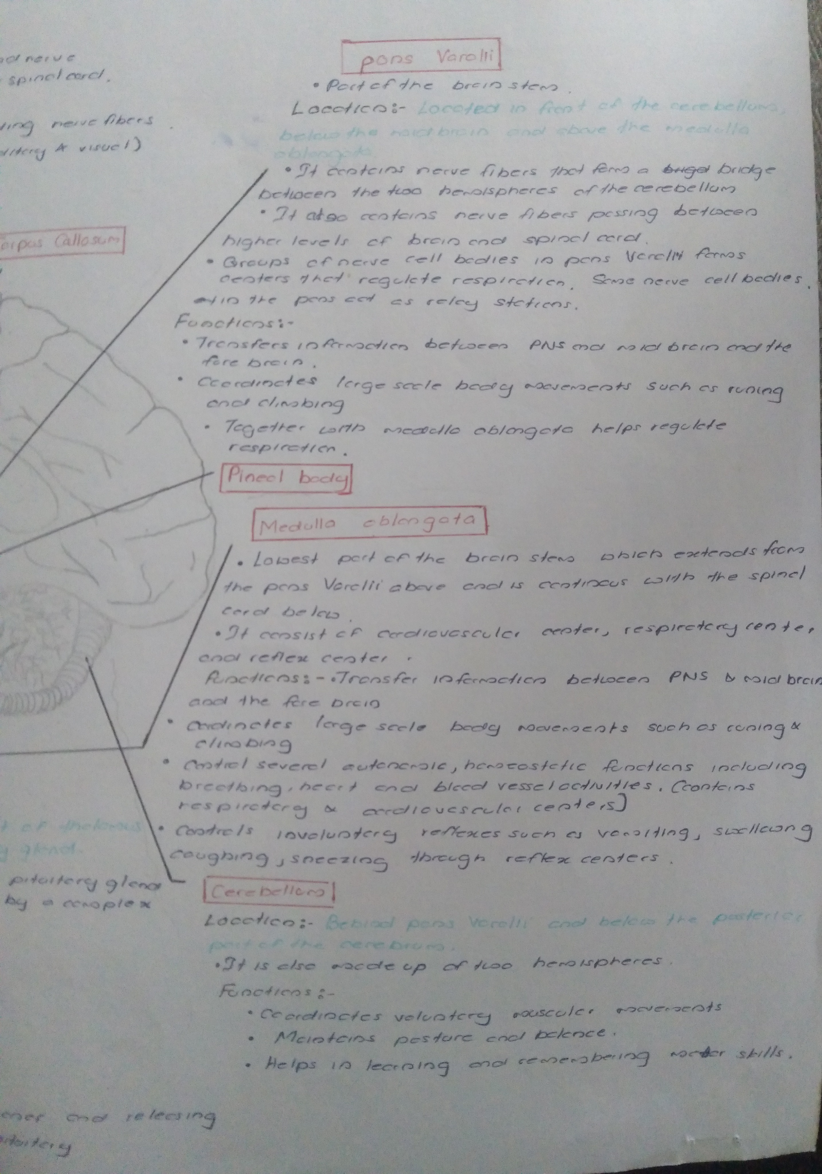Parts of Brain and Functions | FULL SHORT NOTE