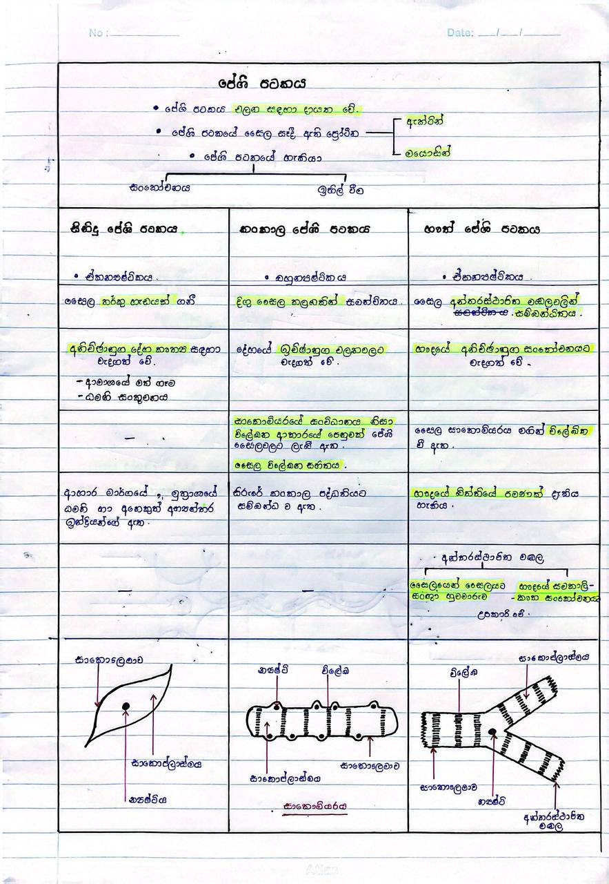 පේශි පටකය | SHORT NOTE