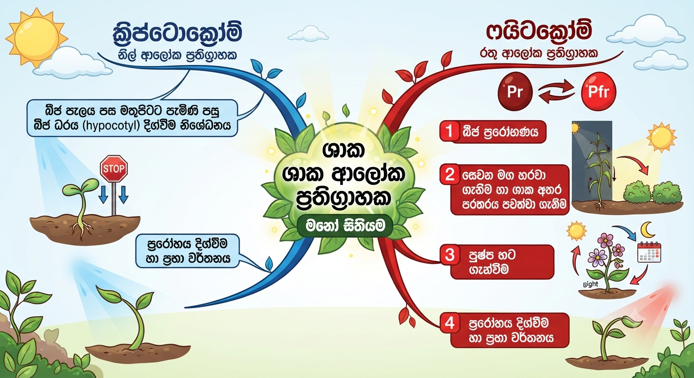 ප්රභාරූපජනනය | SHORT NOTE