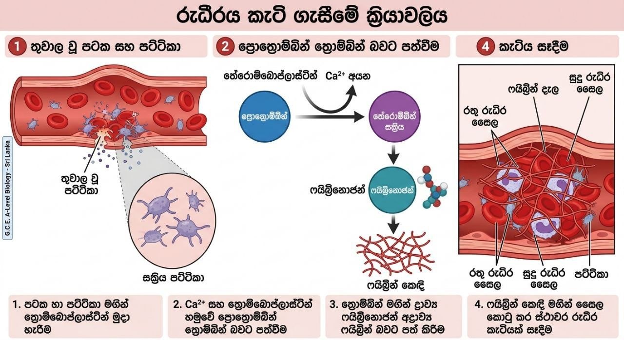 රුධිර කැටිගැසීම | SHORT NOTE