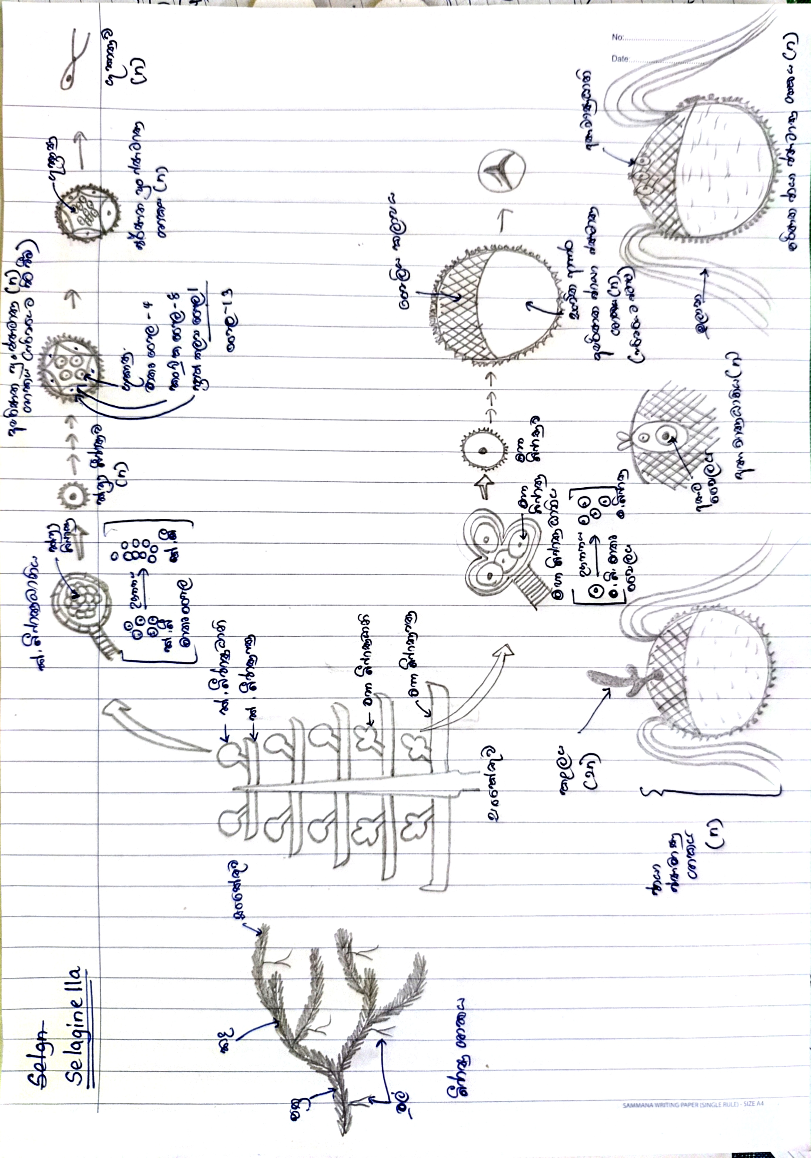 Selaginella Life Cycle | SHORT NOTE