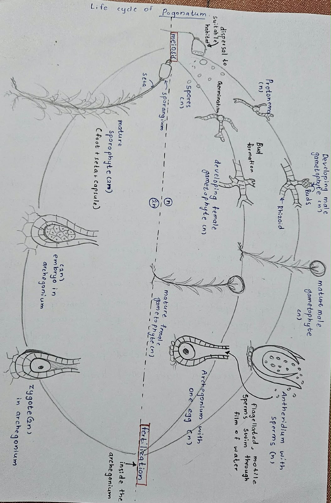 Reproduction in Flowering Plants | SHORT NOTE