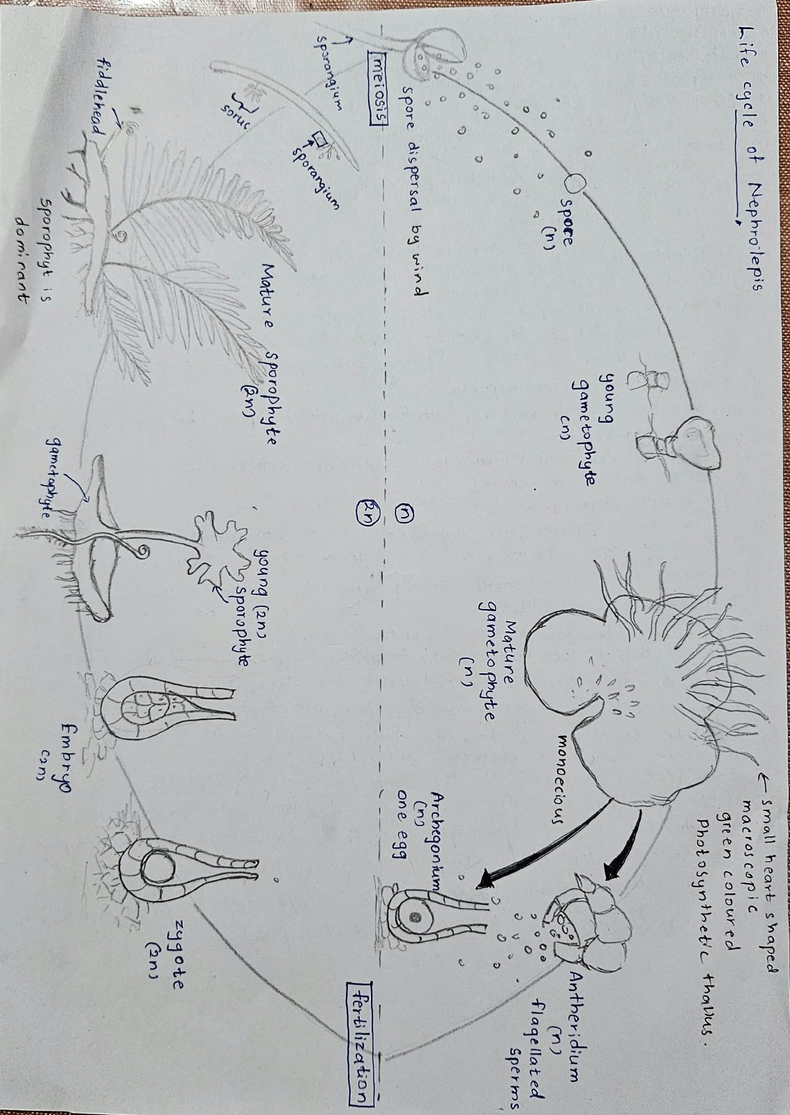 Reproduction in Flowering Plants | SHORT NOTE