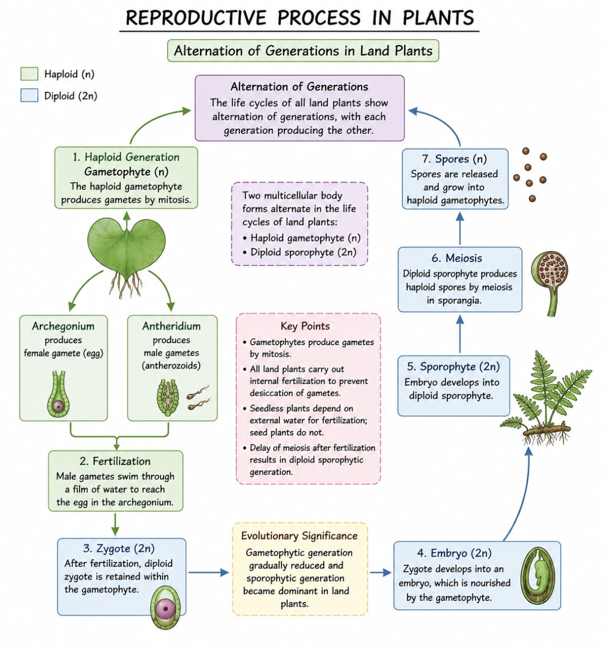 Reproduction in Flowering Plants | SHORT NOTE