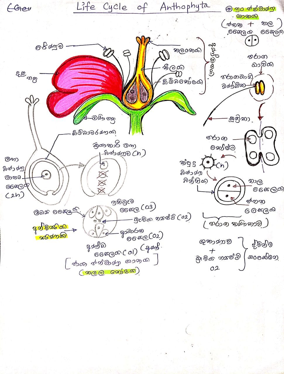 ශාක ජීවන චක්‍ර | MIND MAP