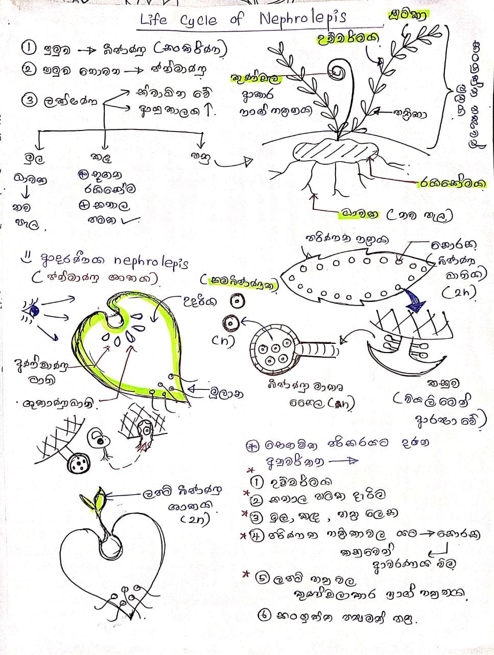 ශාක ජීවන චක්‍ර | MIND MAP