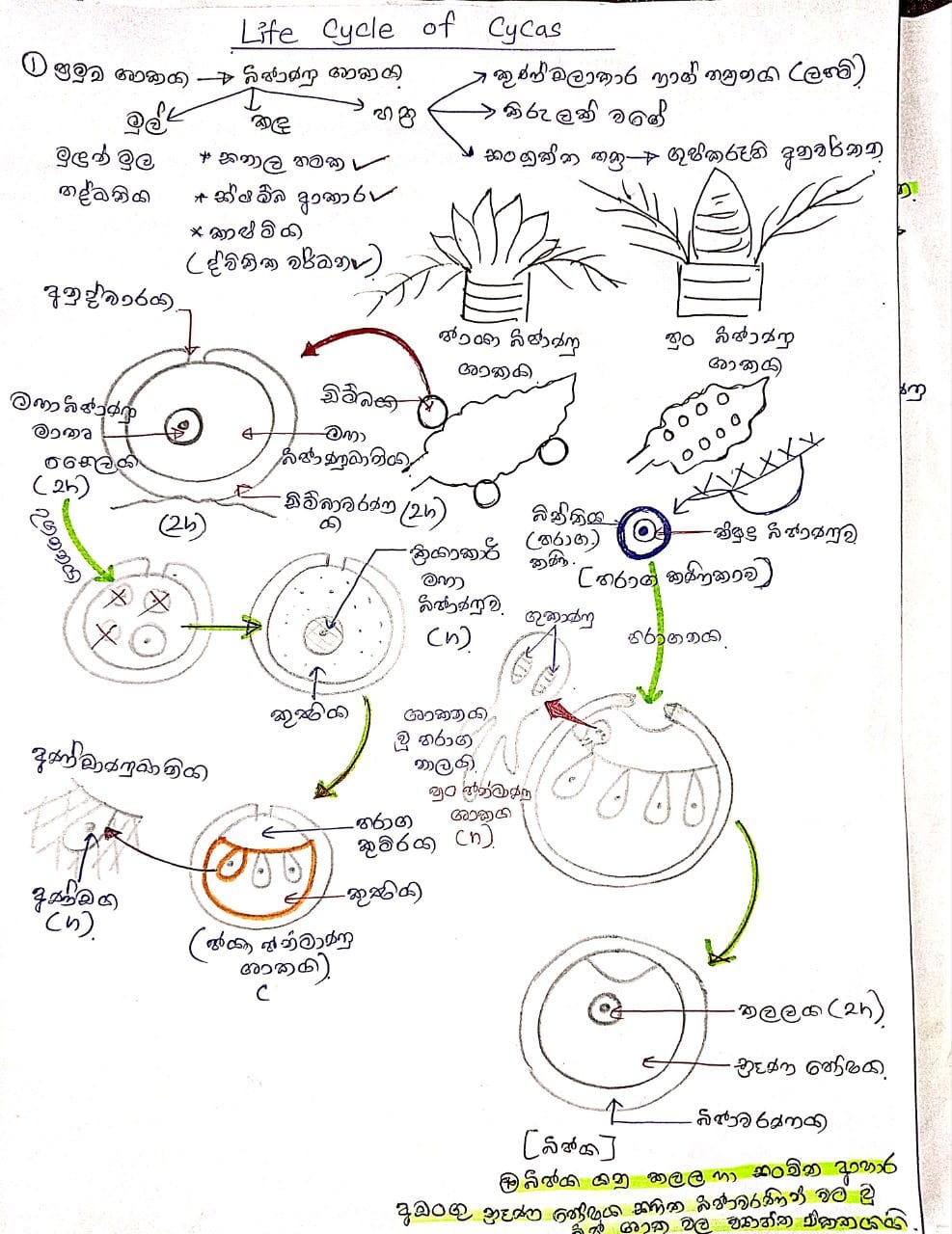ශාක ජීවන චක්‍ර | MIND MAP