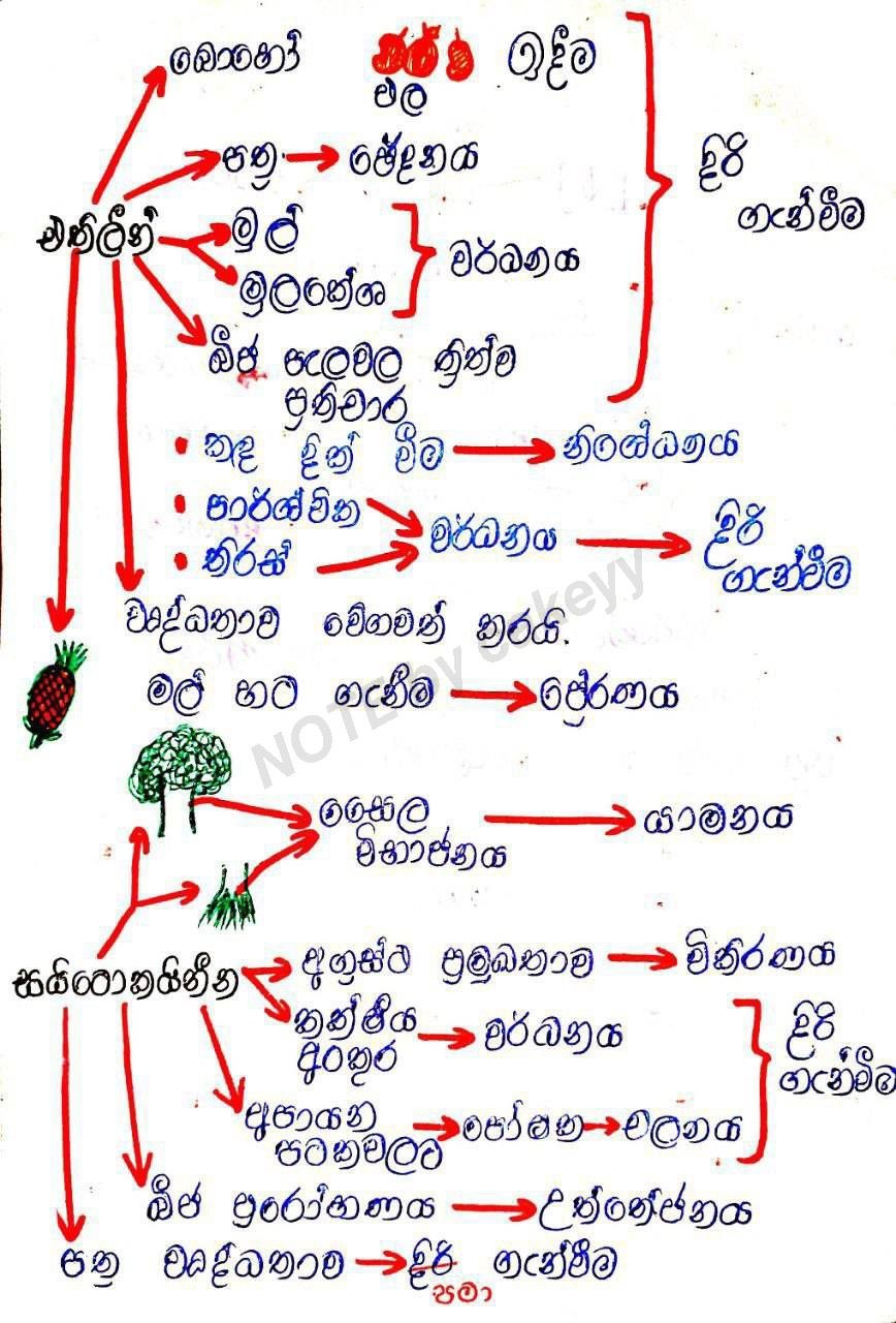 ශාක වර්ධක යාමක කෘත්‍යයන් | FULL NOTE