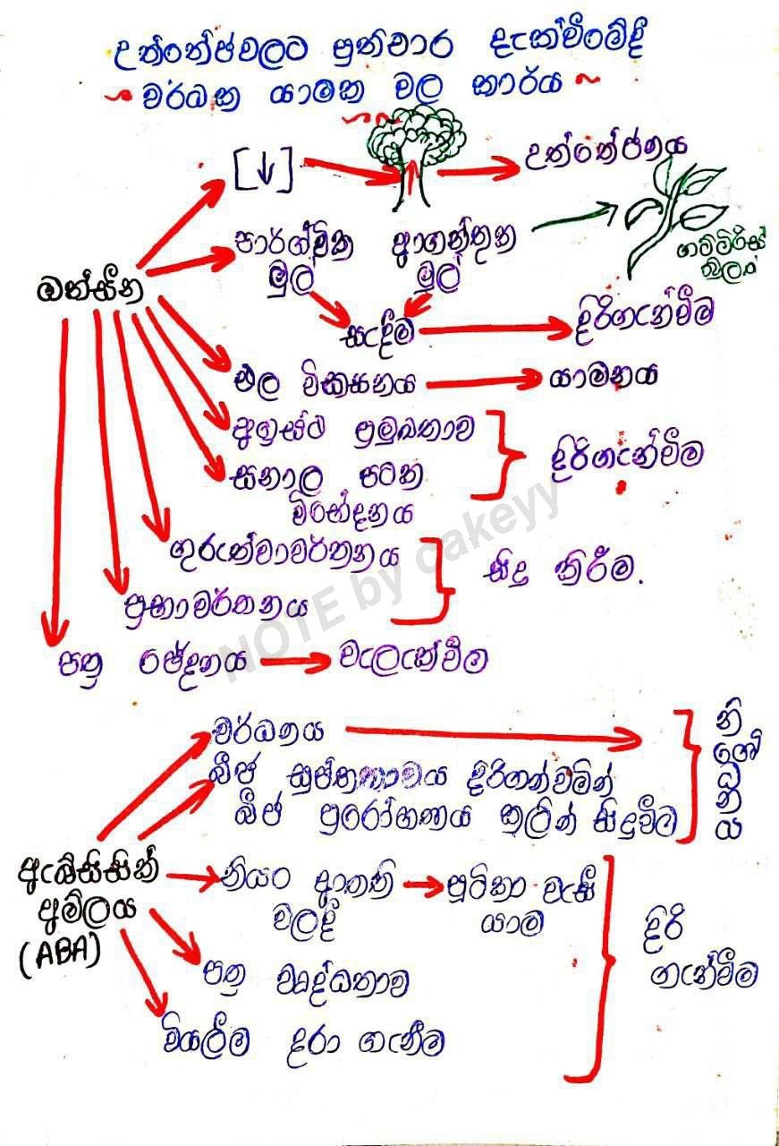 ශාක වර්ධක යාමක කෘත්‍යයන් | FULL NOTE