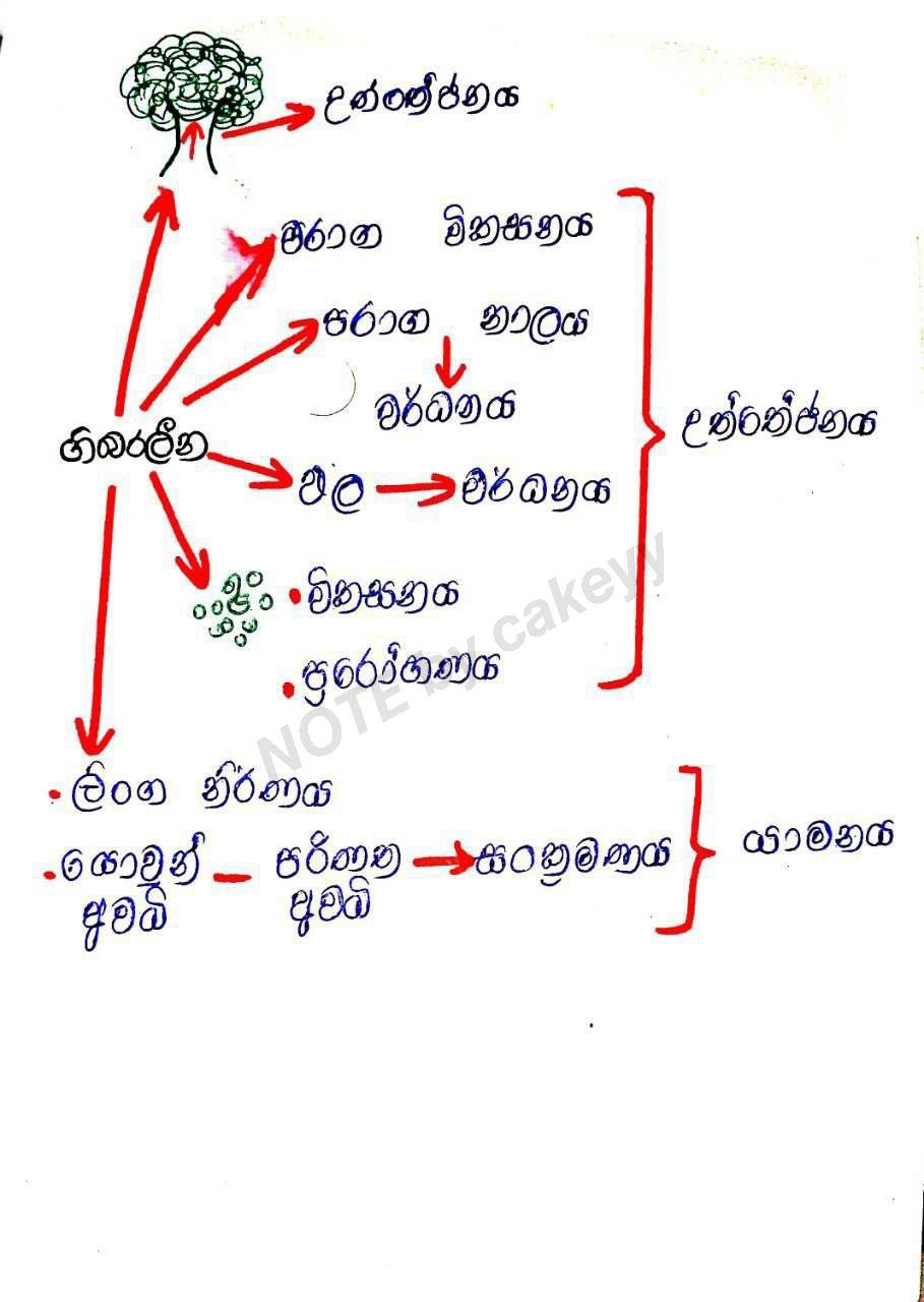 ශාක වර්ධක යාමක කෘත්‍යයන් | FULL NOTE