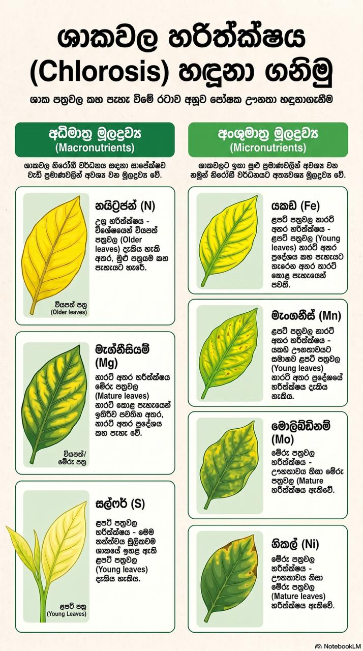 ශාකවල හරිතක්ෂය | SHORT NOTE