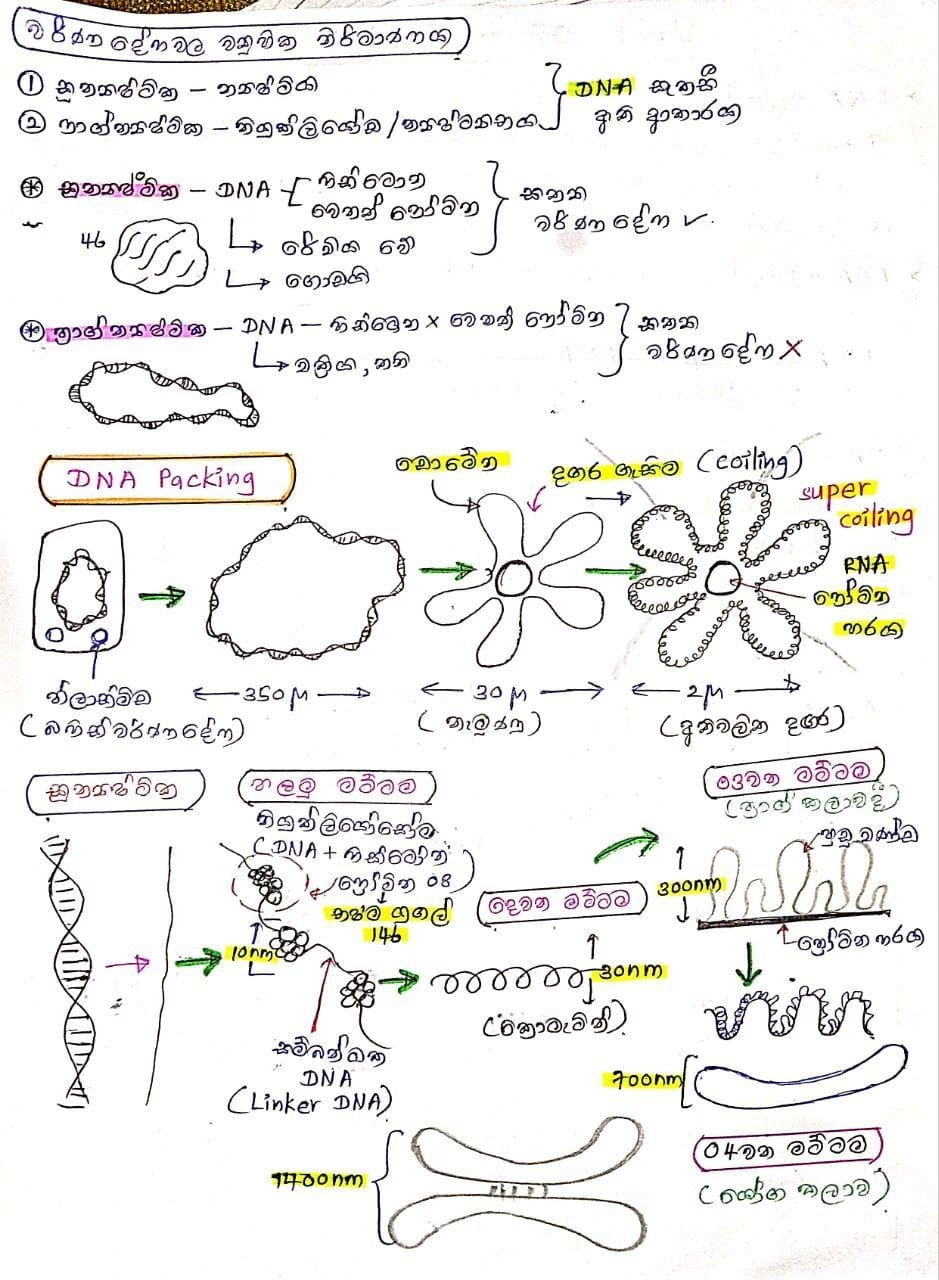 වර්ණදේහ ව්‍යුහික නිර්මාණය | SHORT NOTE
